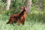 SETTER IRLANDAIS 072